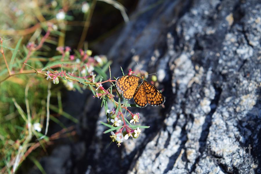 The Elusive Elada Checkerspot Photograph by Janet Marie