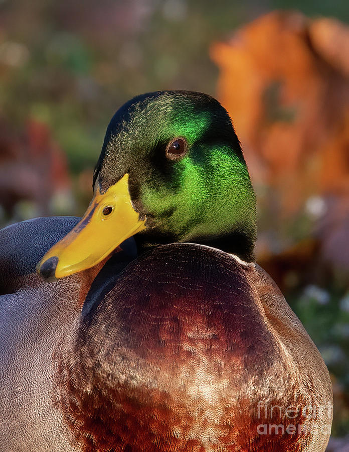 The Emerald Mallard Duck Photograph by Chris Scroggins
