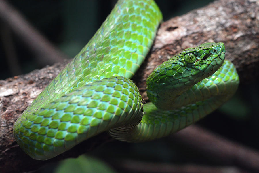 The Emerald of the Forest Photograph by John David Curlis - Fine Art ...