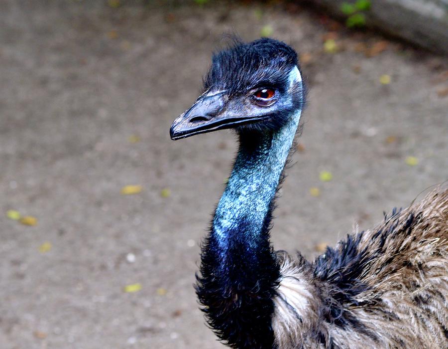 The Emu at Gatorland  Photograph by Warren Thompson