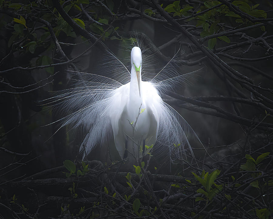 The Enchanted Egret Photograph by Mark Andrew Thomas