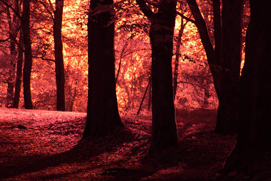 The enchanted forest at sunset Photograph by Maria Dimitrova