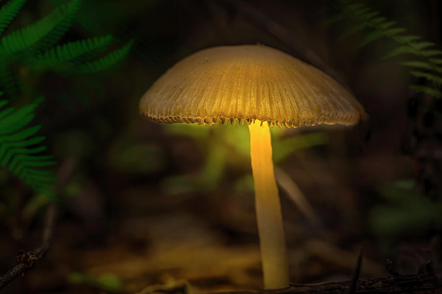 The Enchanted Mushroom Photograph by Mark Andrew Thomas