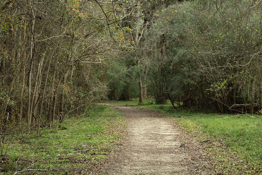 The Enchanted Path Photograph by Gene Duty - Fine Art America