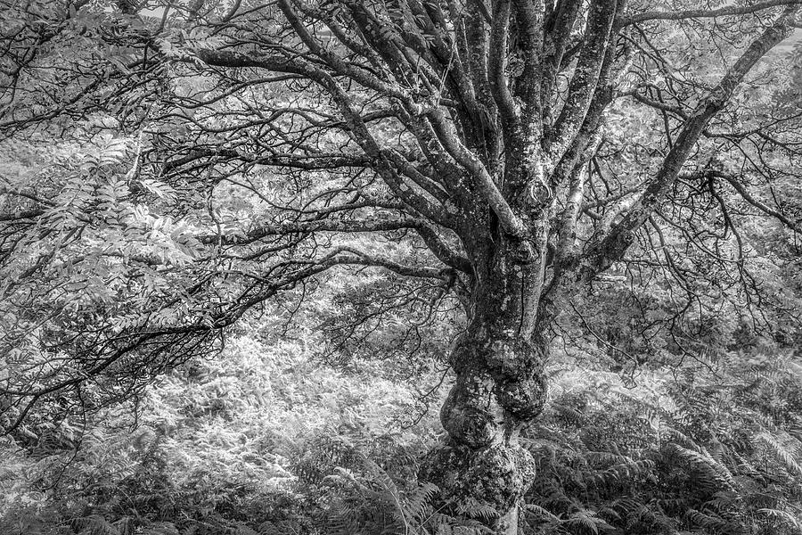 The Enchanted Tree Black and White Photograph by Debra and Dave Vanderlaan