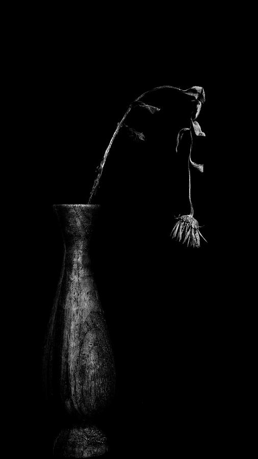 The end, still life with wilting flower Photograph by Alessandra RC