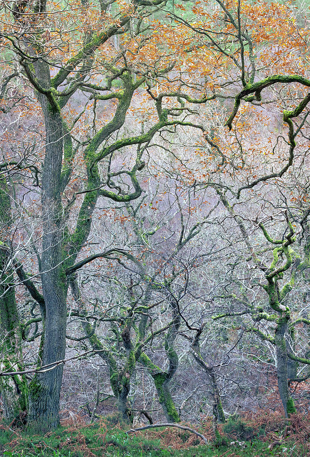 The End of Autumn in the Old Oak Wood Photograph by Anita Nicholson