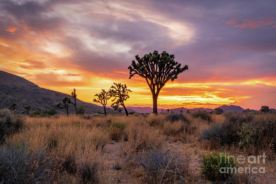 The End of Day At Joshua Tree Photograph by Mimi Ditchie