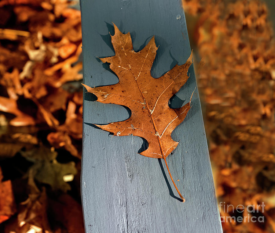 The End Of Fall Photograph by Arnie Goldstein Fine Art America