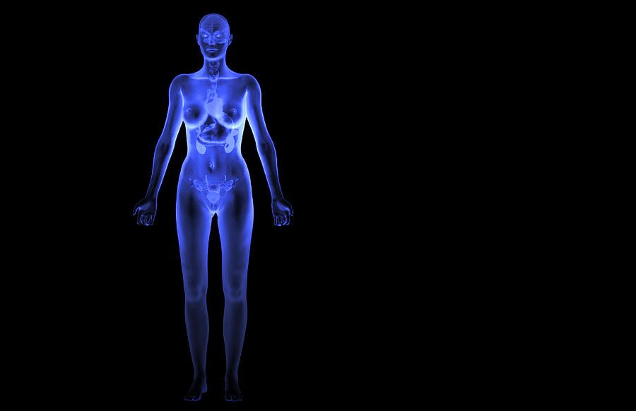 The endocrine system Drawing by MedicalRF.com