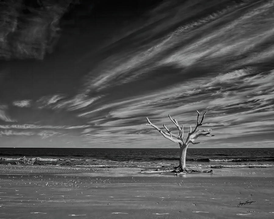 The Enduring Tree Photograph by Jurgen Lorenzen
