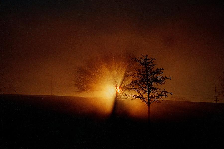 The Entity Tree Photograph By R John Ferguson - Pixels