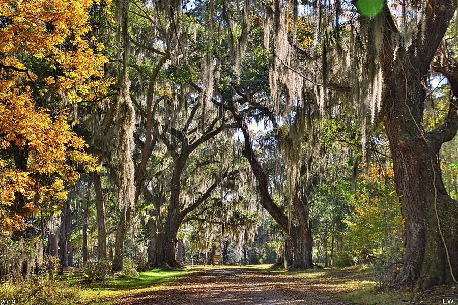 The Entrance To Old House Plantation Beaufort South Carolina Photograph by Lisa Wooten