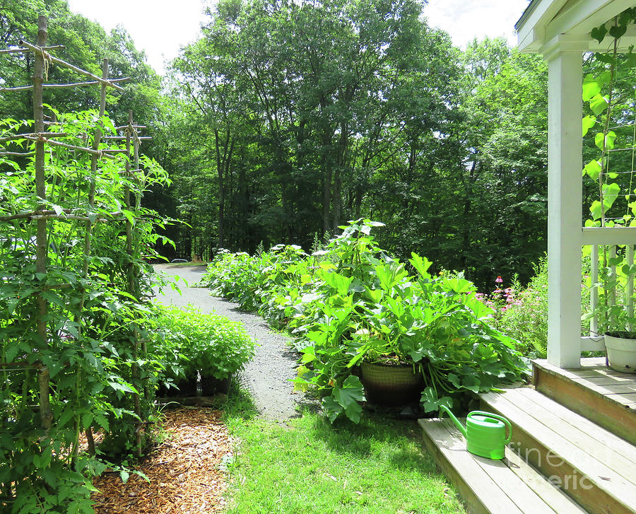 The Escape Path in Late July. The Victory Garden Collection. Photograph by Amy E Fraser