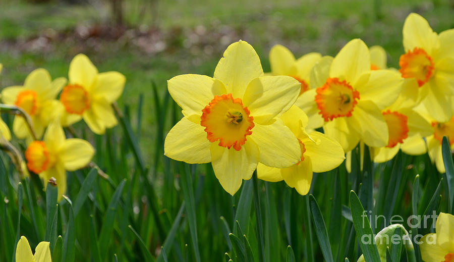 The Essence of Spring Photograph by Janet Davaros - Fine Art America