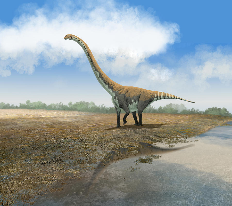 The Euhelopus sauropod, Omeisaurus tianfuensis, from the Middle Jurassic of Asia. Drawing by Roman Garcia Mora/Stocktrek Images
