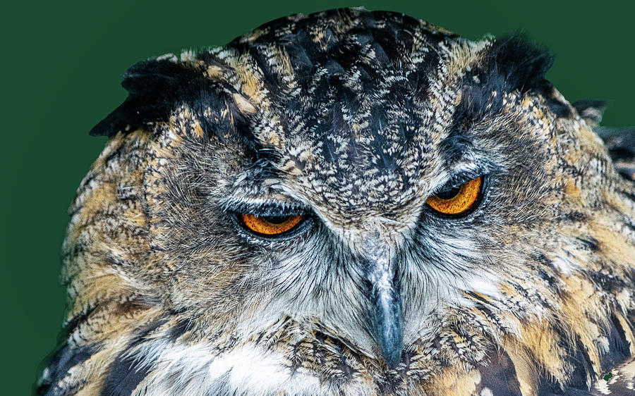 The Eurasian Eagle owl  Photograph by Angela Carrion Photography