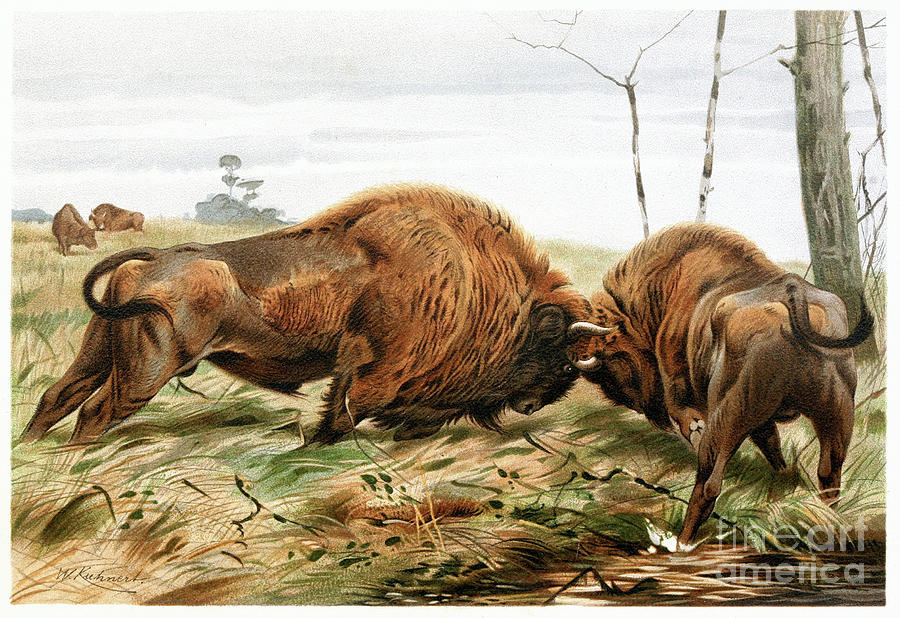 The European Bison - Wilhelm Kuhnert Painting by Sad Hill - Bizarre Los Angeles Archive