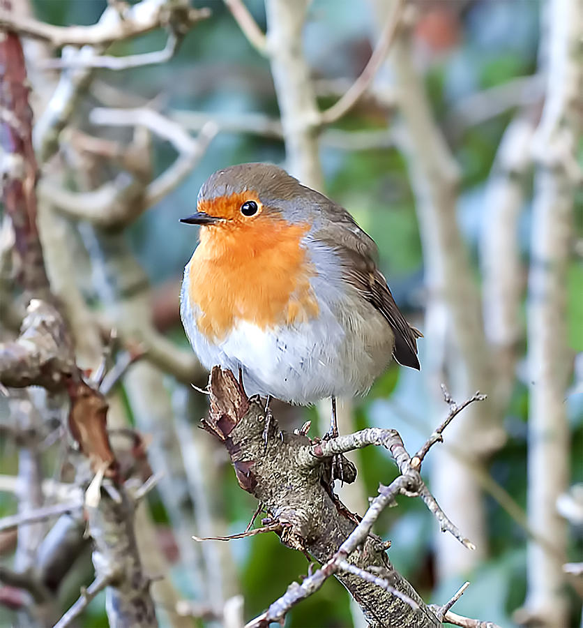 The European robin hiding in the trees Photograph by Mikroman6