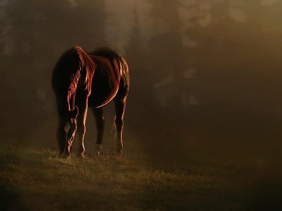 The Evening Pasture Photograph by Marjorie Whitley