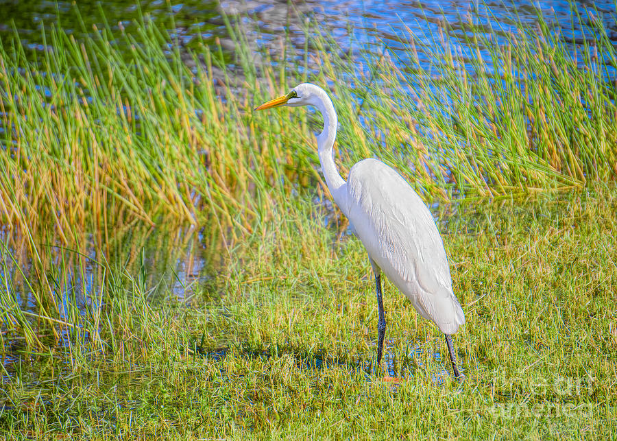 The Everglades and the Egret Photograph by Judy Kay