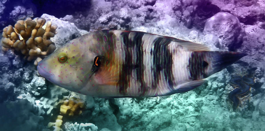 The Exotic And Exciting Broomtail Wrasse Photograph by Johanna Hurmerinta