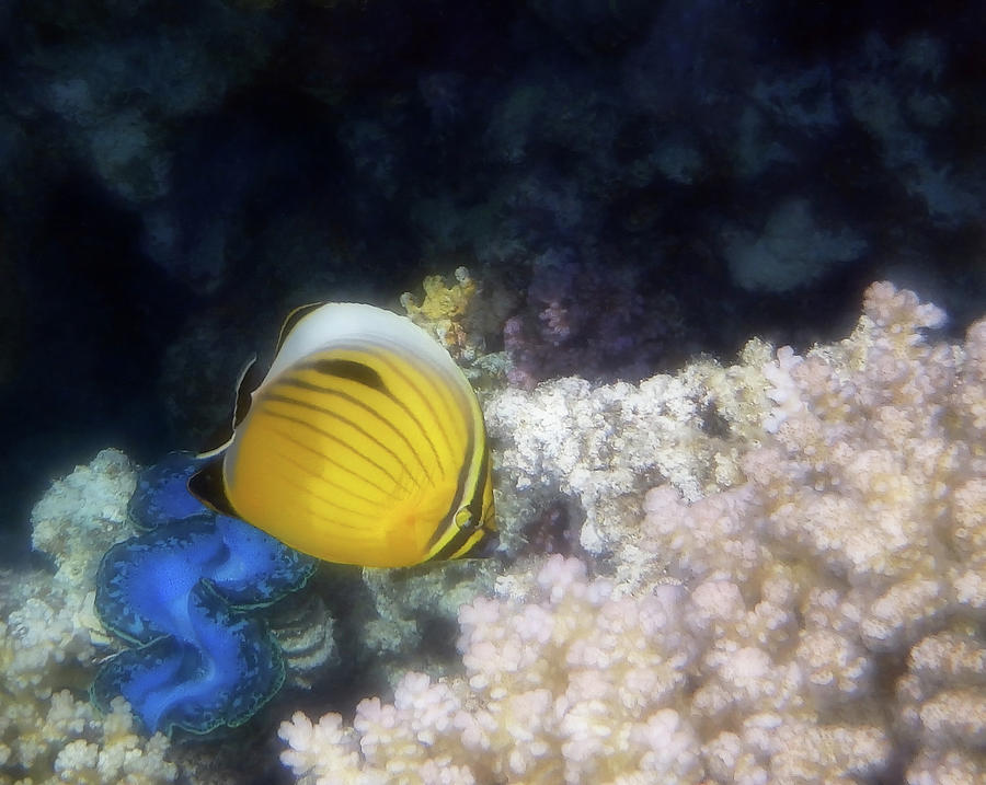 The Exquisite Butterflyfish and Giant Red Sea Clam Photograph by Johanna Hurmerinta