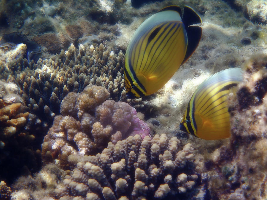 The Exquisite Butterflyfish Are So Charming Photograph by Johanna Hurmerinta