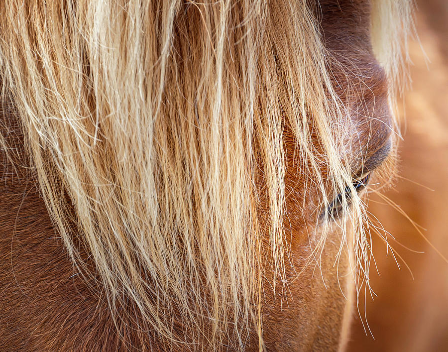 The Eye of a Horse Photograph by Deborah Penland
