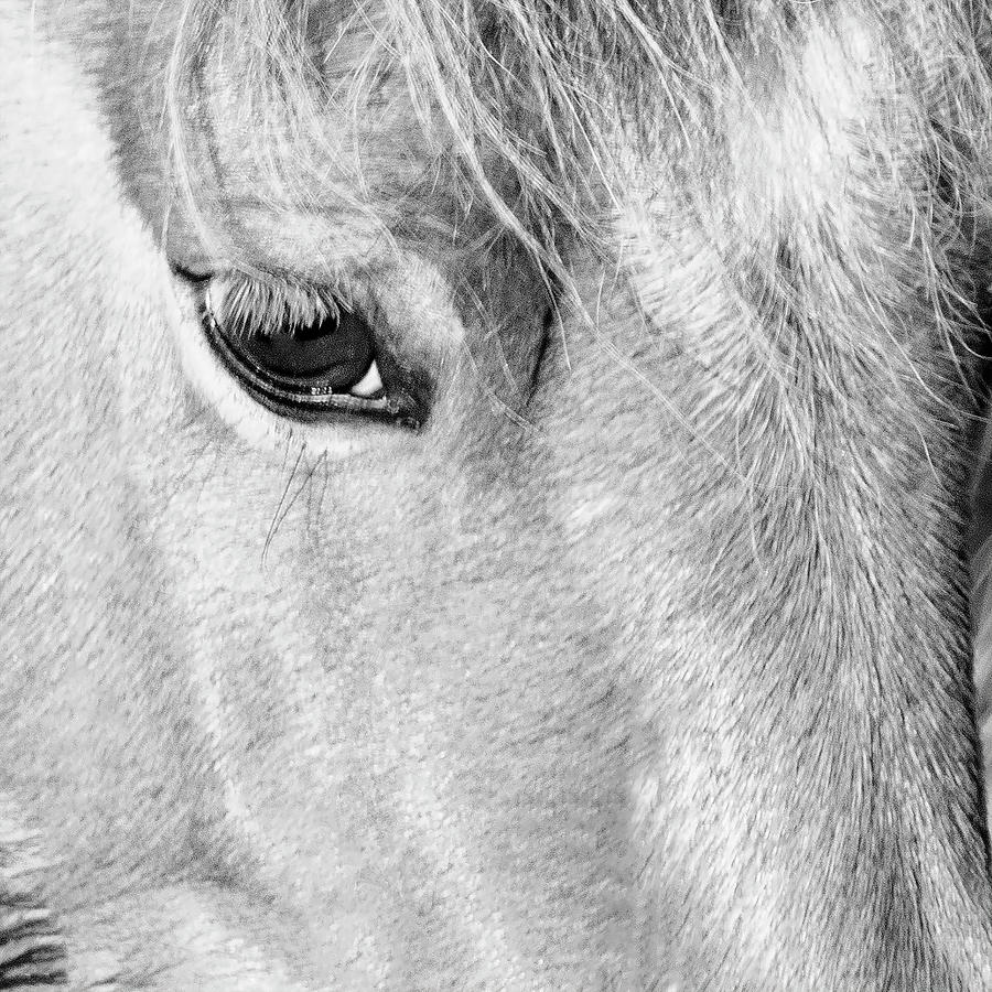 The Eye of a Wild Horse - NC Outer Banks Photograph by Bob Decker