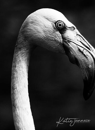 The Eye Of The Beholder Photograph By Katie Jannece - Fine Art America