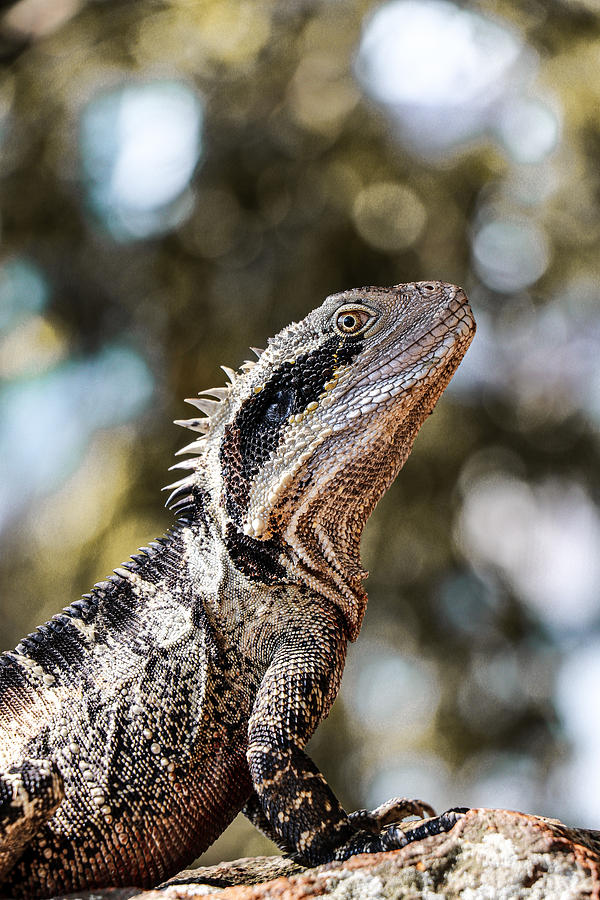 The eye of the dragon Photograph by Simon St | Fine Art America