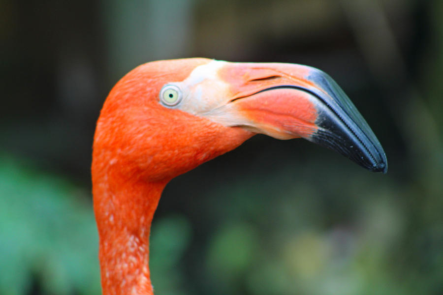 The Eye of the Flamingo Photograph by Robert Banach