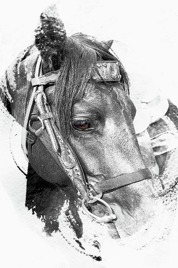 The Eye Of The Horse Photograph by Jerry Cowart