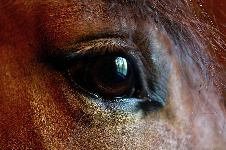 The Eye Of The Horse Photograph by Sandi OReilly