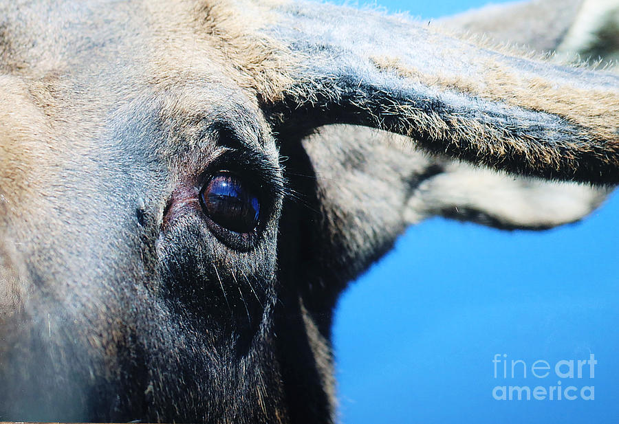 The Eye of the Moose Photograph by Doug Gist