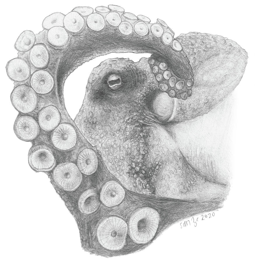 The Eye of the Octopus Drawing by Stassia Zapotecascardenas - Pixels