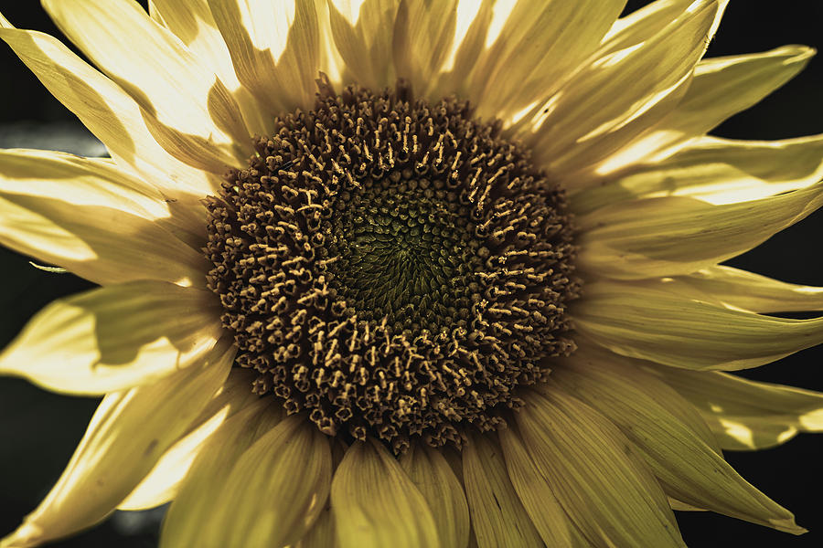 The eye of the Sunflower Photograph by Scott Lyons