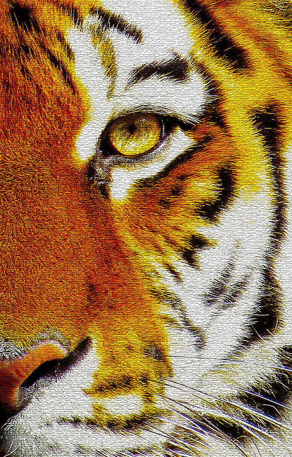 The Eye Of The Tiger Photograph