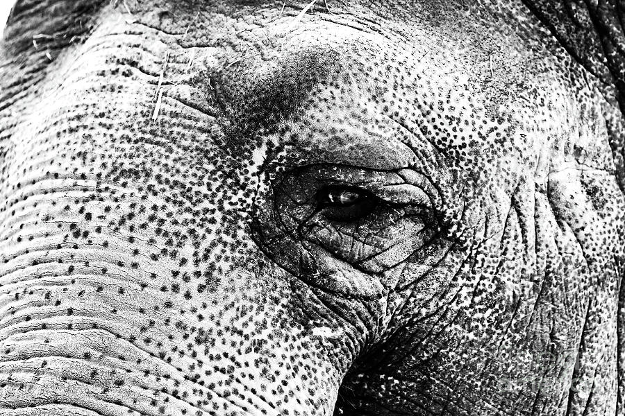 The Eye that Never Forgets at the Berlin Zoo Photograph by John Rizzuto