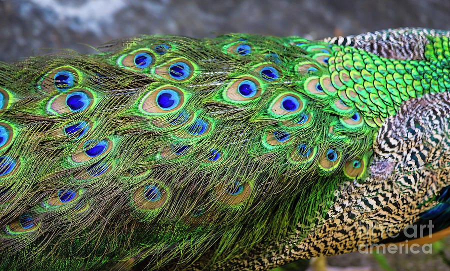 Peacock Photograph - The Eyes Have It by Jon Burch Photography
