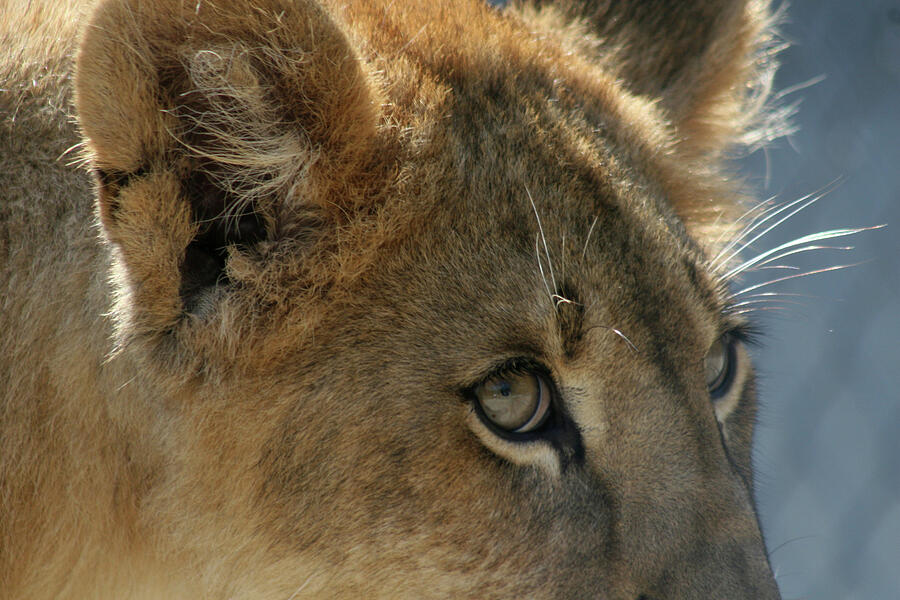 The Eyes Have It Photograph by Laurie Lago Rispoli The Eyes Have It Photograph by Laurie Lago Rispoli