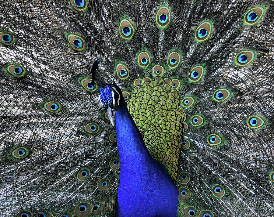 Peacock Photograph - The EYES have It by Roberta Byram