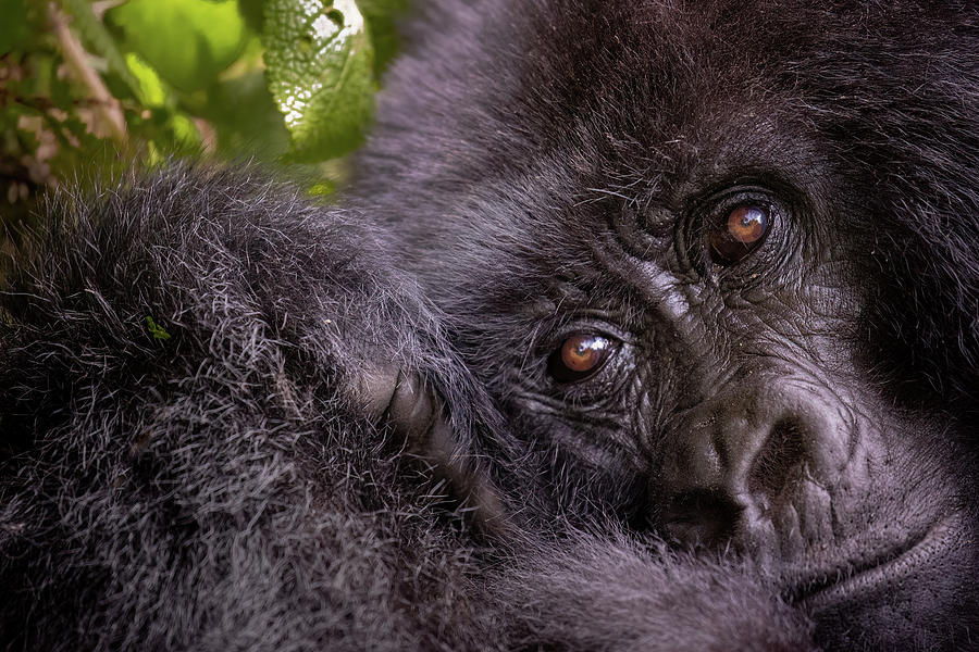 The eyes of a gorilla Photograph by Ekaterina Romanova - Fine Art America