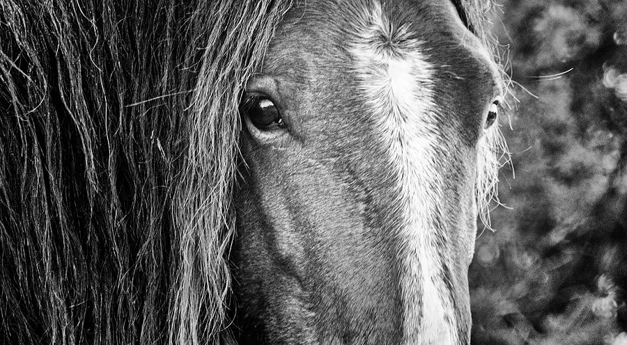 The Eyes of a Mustang - NC Outer Banks Photograph by Bob Decker