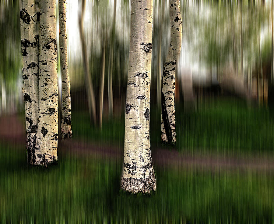 Tree Photograph - The Eyes of Aspen are Upon Us by Wayne King