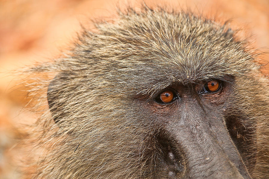 The Eyes Of The Baboon Photograph