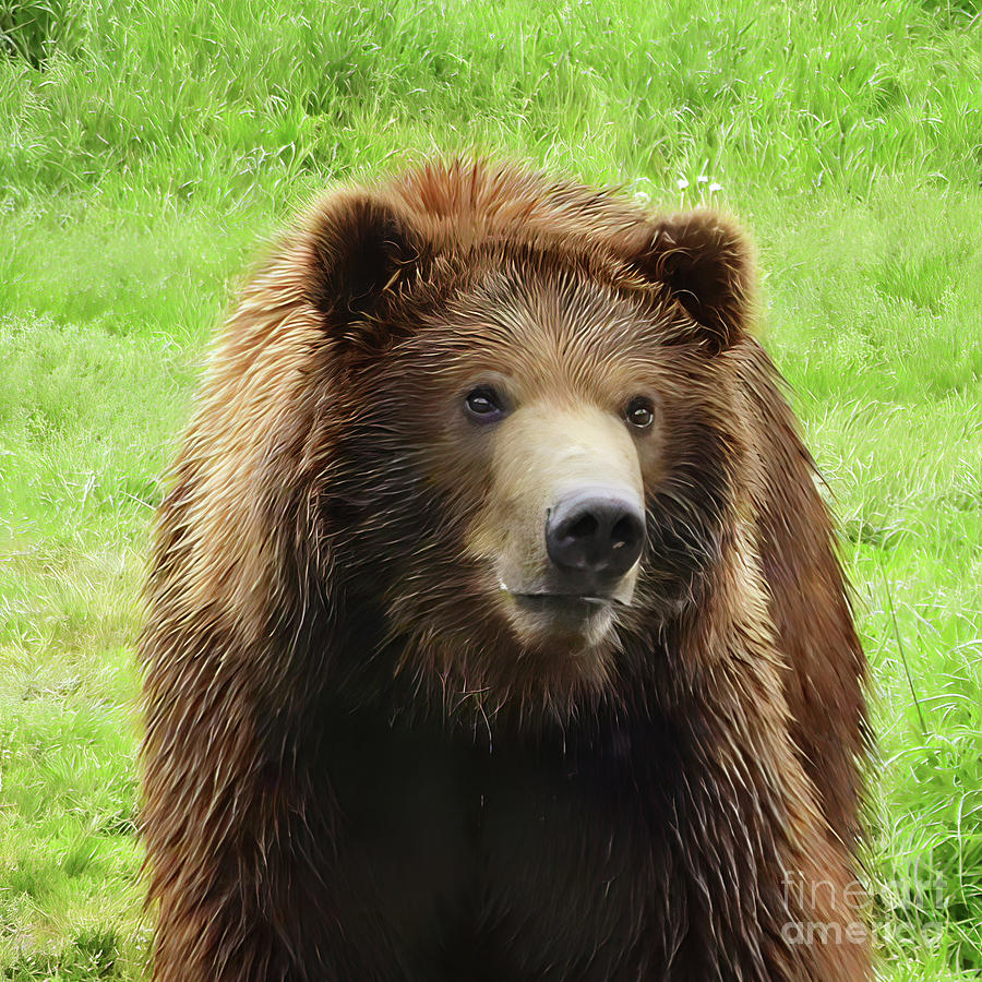 The Face of a Grizzly Photograph by Scott Cameron