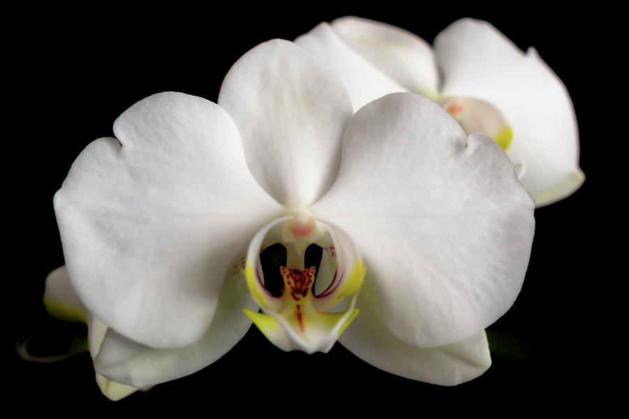 The Face of an Orchid Photograph by Vicky Edgerly