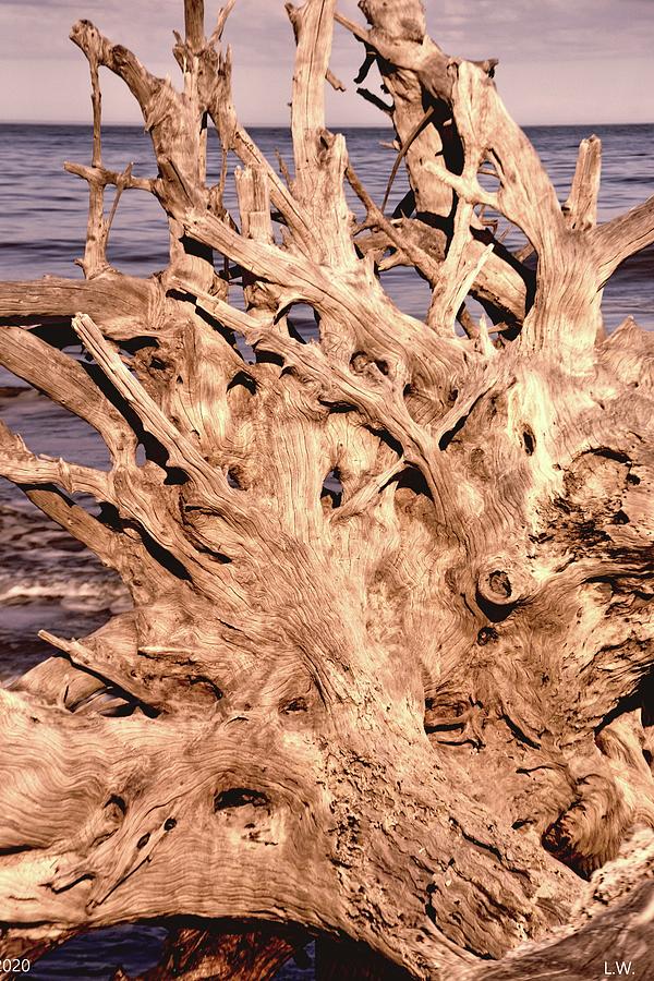 The Face Of Driftwood Photograph by Lisa Wooten